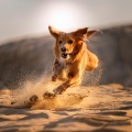 Alcalde Deseo、Calma en el descanso、Lista de reproducción de música para perros - Flujo Del Día Del Perro
