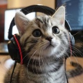 Academia de música de mascotas tranquilas、Asistente de melodía animal、Alguna música - Los Hocicos Soñolientos Se Relajan