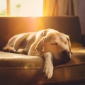Caminos armónicos、Música para Relajar Caninos、Relajación Musical para Cachorros - Orquesta Para La Calma Canina