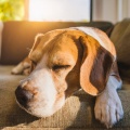 Río armonía、Bienestar del perro、Cachorro durmiendo RW - Ritmos Tranquilos Para Cachorros