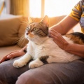 Domingo en calma、Gatos cascabeleo、Gatos Especialistas - Capas De Armonía De Gatos