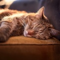 Colores modales、Guarida de música de gatos、Hora de la Música del Gato - Fluir Relajante De La Orquesta