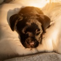 Musica Relajante de Guitarra Lista De Reproduccion、Cachorro durmiendo RW、Musica Relajante para Perros Momentos - Las Cuerdas Abrazan A Los Perros
