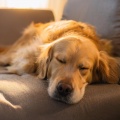 Caminos de Niebla、Música para tu perro、Música Pura Para Perros - Ritmos Caninos Pacíficos