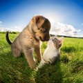 Domingo en calma、Calma profunda en criaturas、Terapia musical para el alma animal - Pistas Chill Para Mascotas