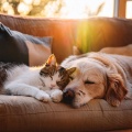 Amante de seres serenos、Música de mascotas relajante、Música para dormir para mascotas - Suaves Tonos De Amor