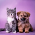 Domingo en calma、Serenidad total para animales、Academia de sonidos relajados - Lofi Suave Para Calmar A Las Mascotas