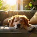 Almuerzo tranquilo、Mascotas tranquilas、Reiki para animales - Ritmos Relajantes Para Mascotas