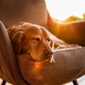 Viaje Sonoro、Musicoterapia para el cuidado de mascotas、Criaturas en descanso - Acordes De Acompañamiento