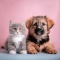 Sinfonía del Bosque、Paz total para animales、Melodía calmante para seres - Movimientos Sonoros Relajados