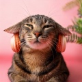 Lofi Time、Piano GenieCalm Music for Cats、Elegant Music for Cats - Playful Nap Groove