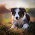 Música para la hora del baño、Música suave para perros、Hora de la Música del Perro - Melodías De Ladridos Relajantes