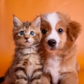 Latidos Binaurales Entretenimiento de Ondas Cerebrales、Relajación sonora para criaturas、Reiki y paz para animales - Tonos De Patitas Cálidas