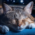 Dias Felices Maestro、La melodía calma a los animales、Paz para criaturas - Acogedor Lofi Para Que Las Mascotas Duerman