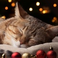 Atención Plena、Música Emocional para Foyers、Sentimiento Profundo - Noche De Descanso Lofi Para Gatos