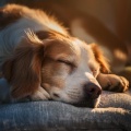 Camino A Plutón、Hora de música para perros、Academia del sueño canino - Melodías Suaves Y Peludas