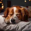 Explorador binaural、Música Chill Out para Perros、Música para terapia canina - Ritmos Suaves Para El Descanso Nocturno De Los Perros