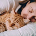 La armonía、Lista de Reproducción para Relajar Felinos、Música - Las Vibraciones Tranquilas Facilitan El Descanso