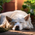 Tarde de domingo apacible、Musicoterapia para el cuidado de mascotase mascotas tranquilas、Fan de animales tranquilos - Cálida Comodidad Peluda