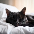 Suena serenamente、Música para descansar gatos、Gatos cascabeleo - Gato Tranquilo Rasguea