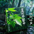 木子李 - 莫听穿林打叶声