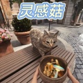 Xun - 灵感菇
