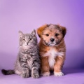 Felicidad Basica、Reiki y paz para animales、Terapia de sonidos para seres - Vibraciones Suaves Nocturnas Para Los Animales