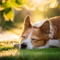 Frecuencias con Sientes、Música para Perros Colecciones、Música de ansiedad por separación de perros - Vibraciones De Confort Canino