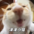 404Hz - 凑凑小猫 (BGM)