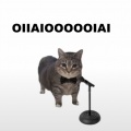 Xun - Oiiaioooooiai旋转猫 (dance)