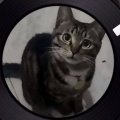 大清第一巴图鲁 - 爱猫FM之天下第一哈基米