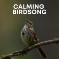 Animal and Bird Songs、Nature And Bird Sounds、Calm Bird Sounds - Chirping Sparrows in the Meadow