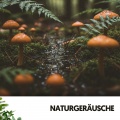 Cat Music Therapy、Rain Wonder、Entspannungsmusik - Gefühle im Einklang