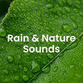 Healing Power Natural Sounds Oasis、Nature & Sounds Backgrounds、Bird Sounds - Chirping Sparrows at Dawn