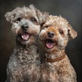 Dog Relaxation Music、Some Dog Songs、Dog Music Waves - Fakir Insight