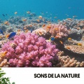 Relajacion、Weather and Nature Recordings、Sommeil - Melodische Streams