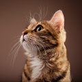 Chill Hop Playlist、Cat Music Therapy、Catching Sleep - Feline Frequencies