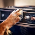 Lofi City Colours、Relax My Dog Music、The Dog Relaxer - Relaxed Paws