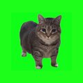 W&W - OIIA OIIA (Spinning Cat)(Extended Mix)