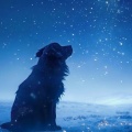 Music For Dogs Peace、Morning Chill Playlist、Brainwave Binaural Systems - Dog Night Relaxation Beats