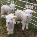 王绎龙 - 最美丽的花