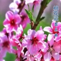 华夏轻音乐团 - 桃花运