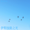 田颖 - 伊犁技能之光 MMM