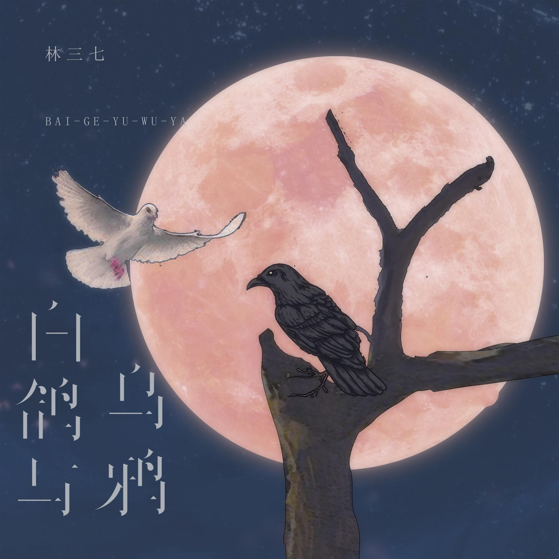 鸽子兮抖音=鸽子兮在哪直播