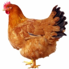 动物指南之母鸡图片