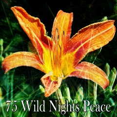 75wildnightspeace