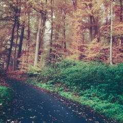 专辑>10nightsofsleepyhappylittletunes240_240