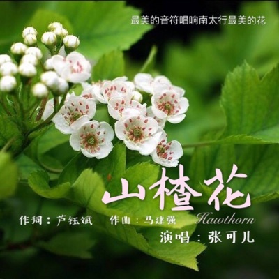 山楂花