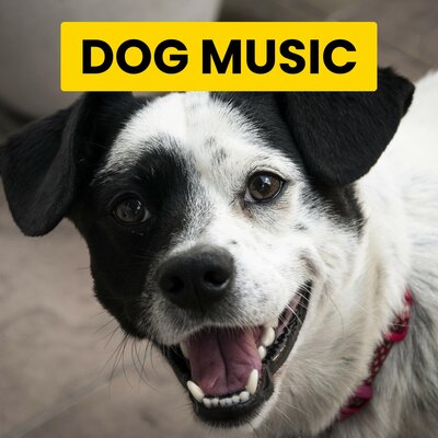 Soothing Piano To Calm Pets