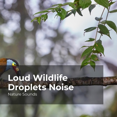 Loud Wildlife Droplets Noise
